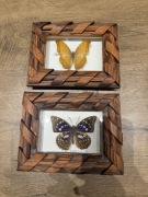 Motyle w gablotkach - 2 sztuki