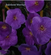 Achimenesy kłącze Rainbow Warrior 