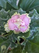 Fiołek afrykański LE Usi Pusi