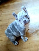 Buldog francuski szczenieta suczki i pieski