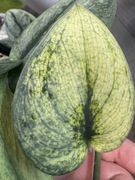 Scindapsus Exotica Mint - pędówka