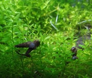 Ślimaki świderki 10szt