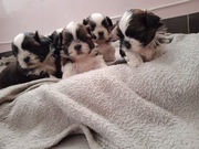 shih tzu szczeniaczki gotowe do zmiany domu 