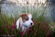 Jack Russell Terrier- szczeniak ZKwP (suczka)