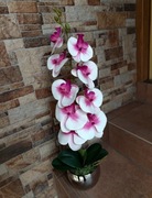 Storczyk gumowy w ceramicznej donicy 