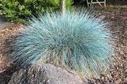 Kostrzewa Sina Niebieska Trawa Ozdobna na Rabaty Skalniaki