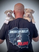 Koszulki oversize - american bully