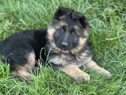 Owczarek niemiecki FCI