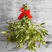 Jemioła pospolita  zielona bukiet wiązka z kokardką 