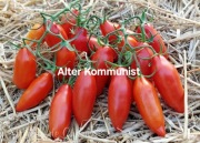 Pomidor AlterKommunist, bardzo plenny i odporny. Na przeciery i sosy