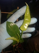 Philodendron filodendron bipennifolium cięty