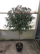 Kalina wawrzynowata na pniu. Drzewo 150-170cm