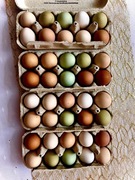 Jaja lęgowe mix green shell marans leghorn