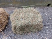 Siano kostka zbiór 2024