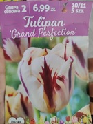 Tulipan grand perfection 