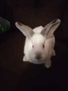 Sprzedam trzy króliki miniaturki 