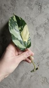 Philodendron Squamiferum Albo Variegata 