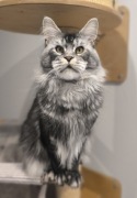 Maine Coon hodowla FPL