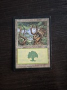 Forest. Magic The Gathering 