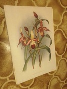 Storczyki - Orchidee  reprint XIX w. grafik do aranżacji wnętrza