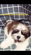 Hodowla Unfailing Love FCI, ZKwP Shih TZU 