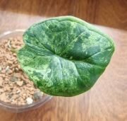 ALOCASIA / ALOKAZJA 'DRAGON SCALE MINT' 