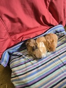 Króliki króliczki Teddy