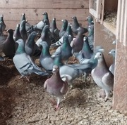 Mocne gołębie na twarde loty - niska cena