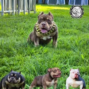 American Bully abkc