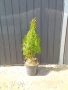 Tuja szmaragd z doniczki 