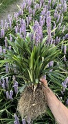 Liriope Big blue 