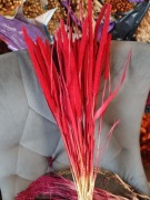 Tymotka  czerwona naturalna trawa susz na palmy