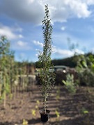 Brzoza brodawkowata 'Fastigiata' 300 cm, brzoza kolumnowa