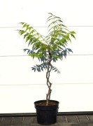 SUMAK OCTOWIEC TIGER EYES PBR * ŁADNA DUŻA SADZONKA * SUPER