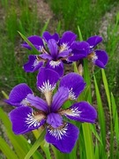 Irys syberyjski 'I See Stars' Iris sibirica