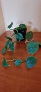 Filodendron pnący + gratis zielistka 