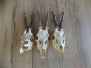 Parostki kozła rogi poroże koziołka trofeum koziołka