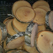 Plastry z drzewa brzozowego.