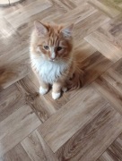 Kotki Kocurki  Maine Coon 