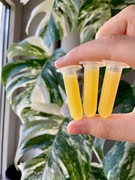 6ml! Pasta do klonowania Keiki cytokininowa hormon wzrostu dla roślin