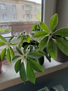 Szeflera razem z doniczką