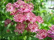 Jarzmianka większa (Astrantia major) 20n 