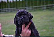Cane Corso Szczenięta ZKwP 