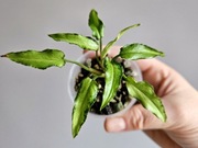 Syngonium Laima Silver Fox w gruzie hydroponika 