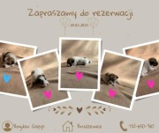 Jack Russell Terrier  FCI/ZKwP