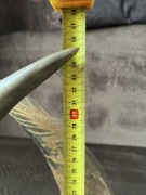 Róg,Rogi - para, orient, smoki. 36 cm.!. Okazja .!.