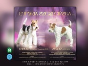 Foksterier szorstkowłosy piesek bicolor ZKWP FCI