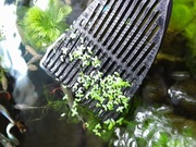 Szpatułka do rzęski wodnej