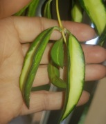 Hoya wayetii Tricolor cieta