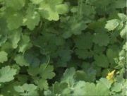 Glistnik jaskółcze ziele